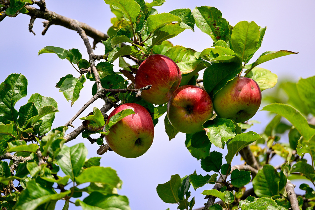 Reife Fülle des Sommers: Ein Vorgeschmack auf den Herbst | Ein Anblick, der Erinnerungen an unbeschwerte Kindheitstage weckt und das Herz erwärmt: Dicht an dicht hängen vier pralle Äpfel an einem knorrigen Ast und reifen im sanften Sonnenlicht heran. Ihre Schalen zeigen ein wunderschönes Farbspiel aus frischem Grün und tiefem Rot, das die Vorfreude auf die Ernte weckt. Umrahmt von saftigen, grünen Blättern trotzen sie stolz dem Wind vor einem hellen, freundlichen Sommerhimmel. Diese Aufnahme fängt die pure Lebenskraft und die natürliche Fülle eines Gartens ein – ein Bild voller Ruhe, Fruchtbarkeit und wohliger Geborgenheit. - Realisiert mit Pictrs.com