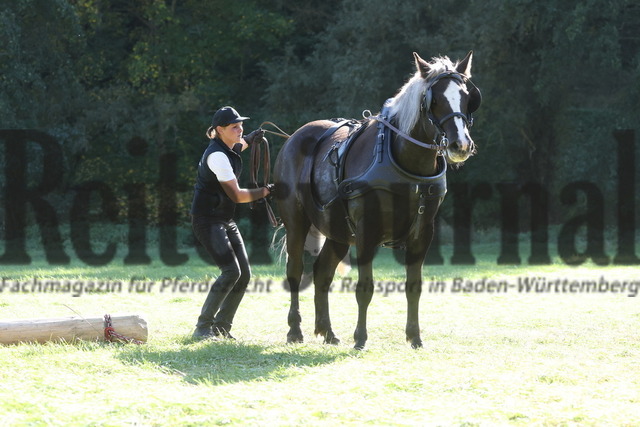 Marbach_2023_LP_Kaltblut-Hengste_KN_10 (39) | Alle Fotos der Reiterjournal Fotografin Doris Matthaes im Reiterjournal Online-Fotoshop. - Realisiert mit Pictrs.com
