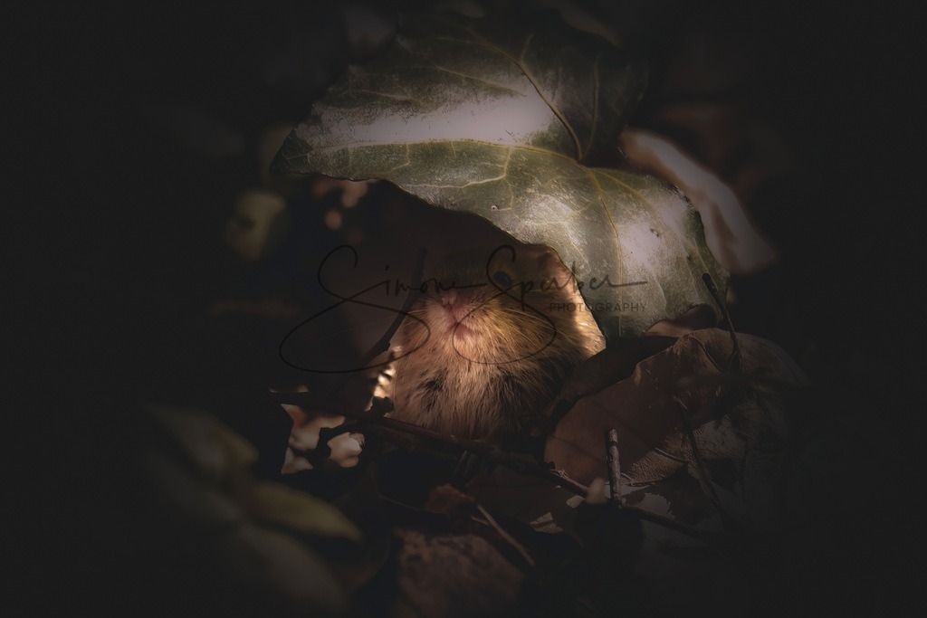 Rötelmaus | Simone Sperber, svb-photography,Fotografin,Bilddesignerin,Naturfotografie,Macrofotografie,Tierfotografie,Wildtierfotografie,Ausstellungen,Auftragsfotografie,Kunst,Art,Photographer,Shootings,Bildberatbeitung,Galerie,Shop