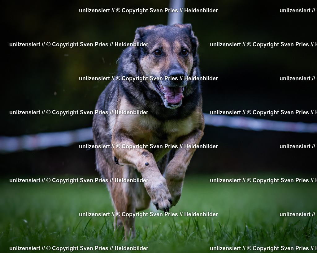 Sven Pries | 2024-10-19 - Hunderennen Ober-Grombach - Realisiert mit Pictrs.com