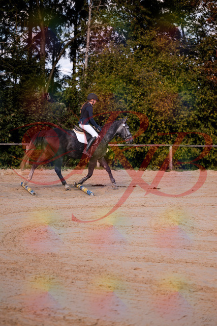 2026_10_03_Siefer-Hof_144830_Z81_25904667 | Professionelle Reitsport-, Turnier- und Eventfotografie von Robert Broda. Galerien mit ausgewählten und bearbeiteten Bildern direkt online ansehen und bestellen.