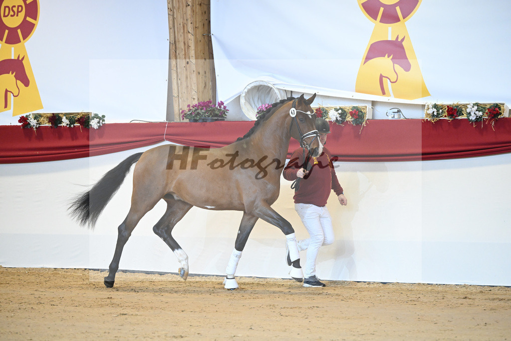 Kat-Nr. 43 Don Schufro_Raumanns_1231278 | hf-fotografie - Realisiert mit Pictrs.com