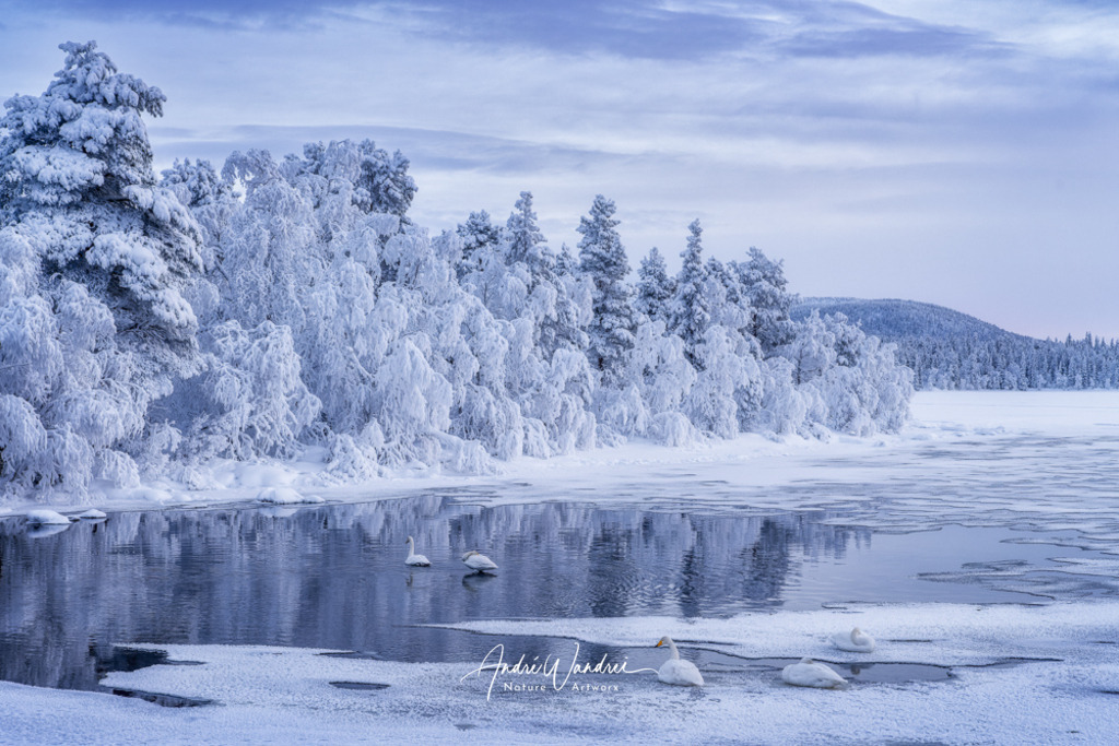 Schwanenfamilie im Winter | Andre Wandrei - Nature Artworx - Realisiert mit Pictrs.com
