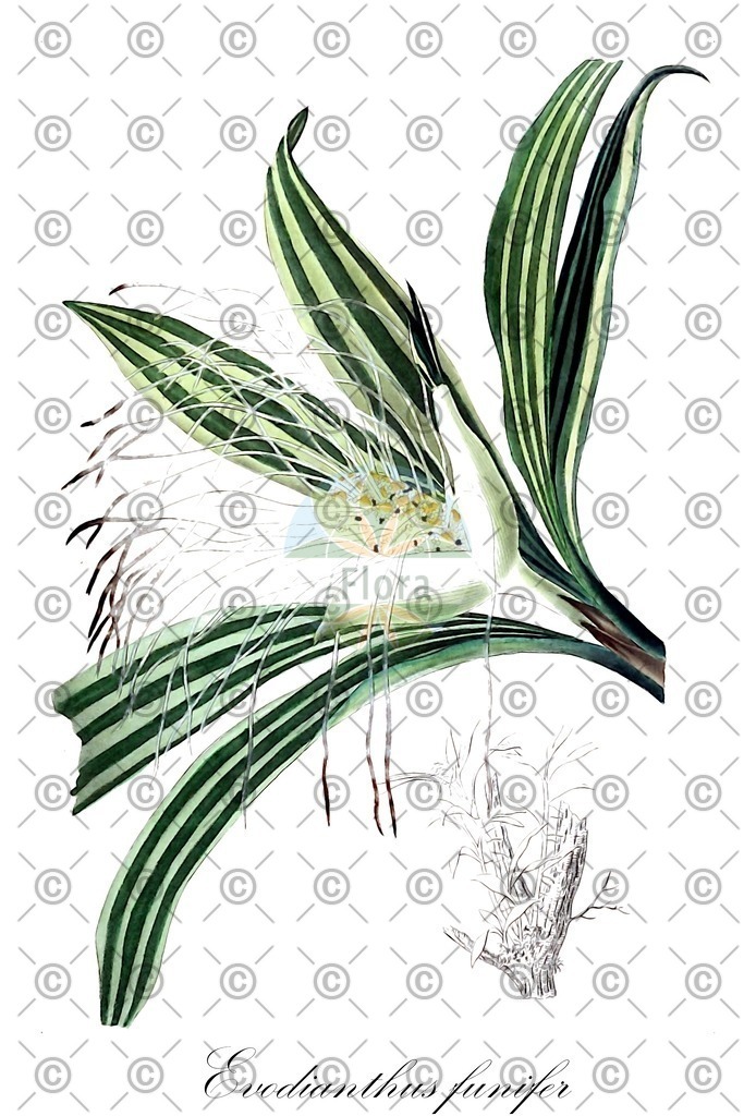 HistAbb_wfo-0000965820_1_ENZY_Simple | Historische Abbildung von Evodianthus funifer - Cyclanthaceae | Historical Illustration of Evodianthus funifer - Cyclanthaceae