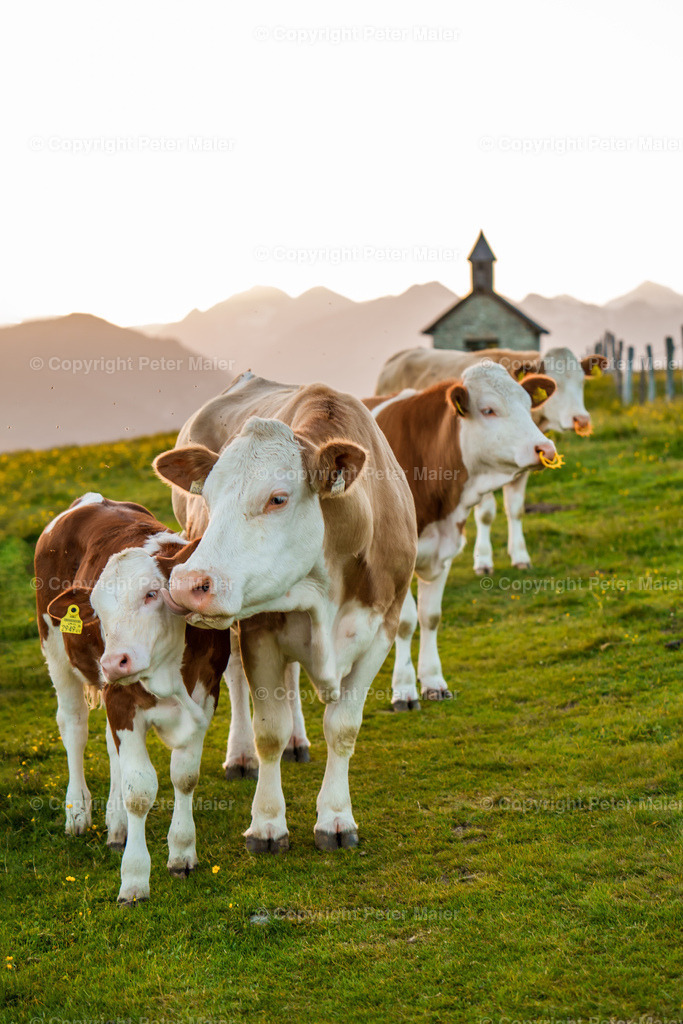 Glocknerblick_2022-13 | piet_flosse