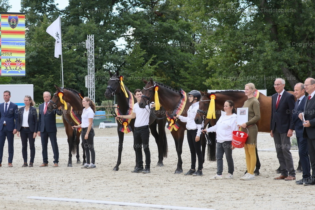 Bundesstut.SchauDarmstadt13-14.09.25MC3H5A7843B | Pferdefotos online bestellen - Realisiert mit Pictrs.com