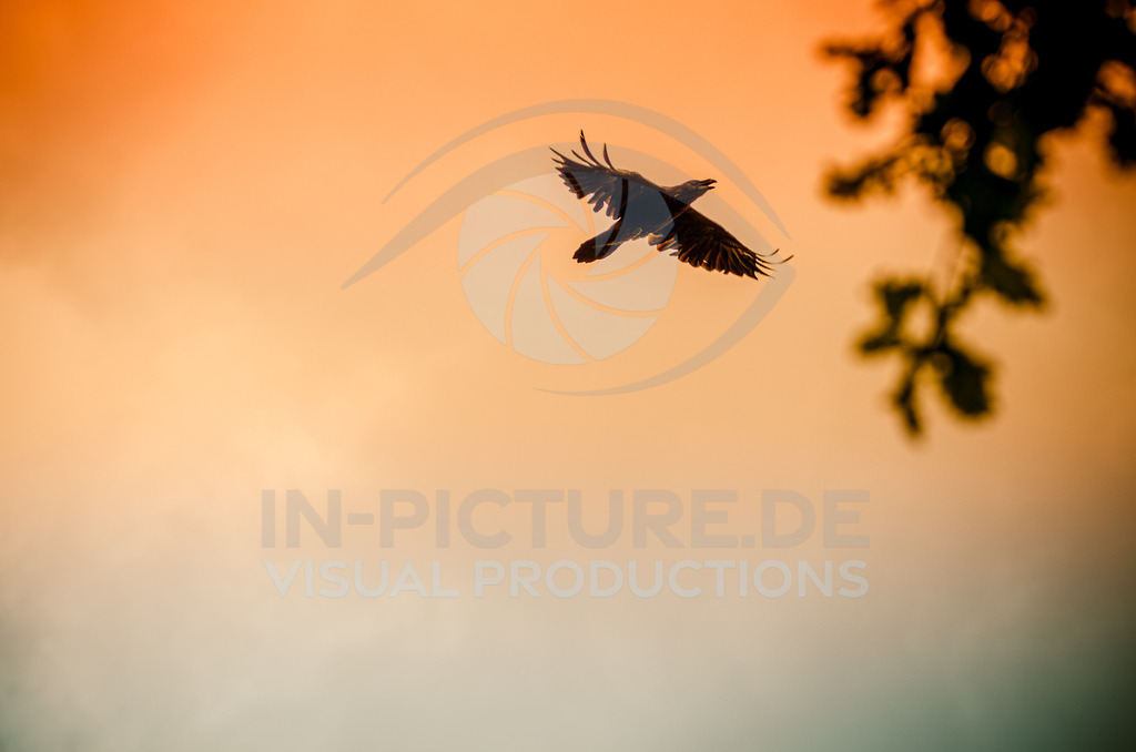 DSC_4543 | in-picture - Realisiert mit Pictrs.com