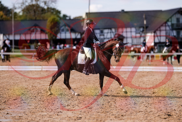 2026_10_03_Siefer-Hof_132537_Z81_77159856 | Professionelle Reitsport-, Turnier- und Eventfotografie von Robert Broda. Galerien mit ausgewählten und bearbeiteten Bildern direkt online ansehen und bestellen.