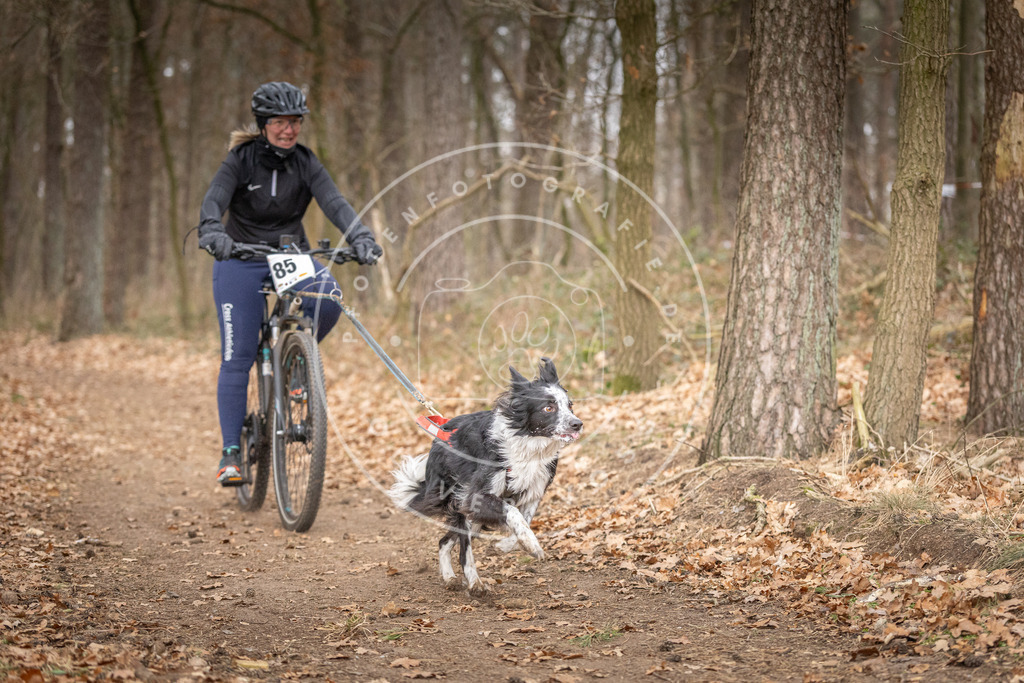 Pfotenfotografie_DV3A6268 | Hundefotografie, Tierfotograf, Pfotenfotografie, Fotoshooting Hund, Hunde Portrait, Hundesport, Hundeportraits, Heideshooting, Hunde, Sportfotograf, Hundefotograf, Turnierhundsport, THS,  - Realisiert mit Pictrs.com