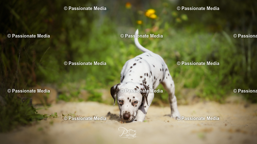 DSC05902 | Passionate Media, dein Fotograf aus Brandenburg, Märkisch Oderland, im Bereich Motorsport, Autos und Motorräder sowie Events und auch Hunde. Shootings oder auch Eventbegleitungen können bei mir gebucht we