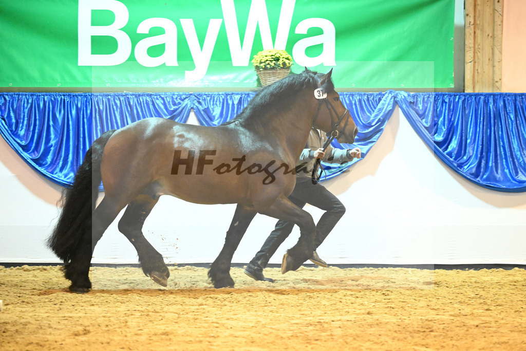 Kat-Nr. 37 Harry_Landgestuet Celle_53221216 | hf-fotografie - Realisiert mit Pictrs.com