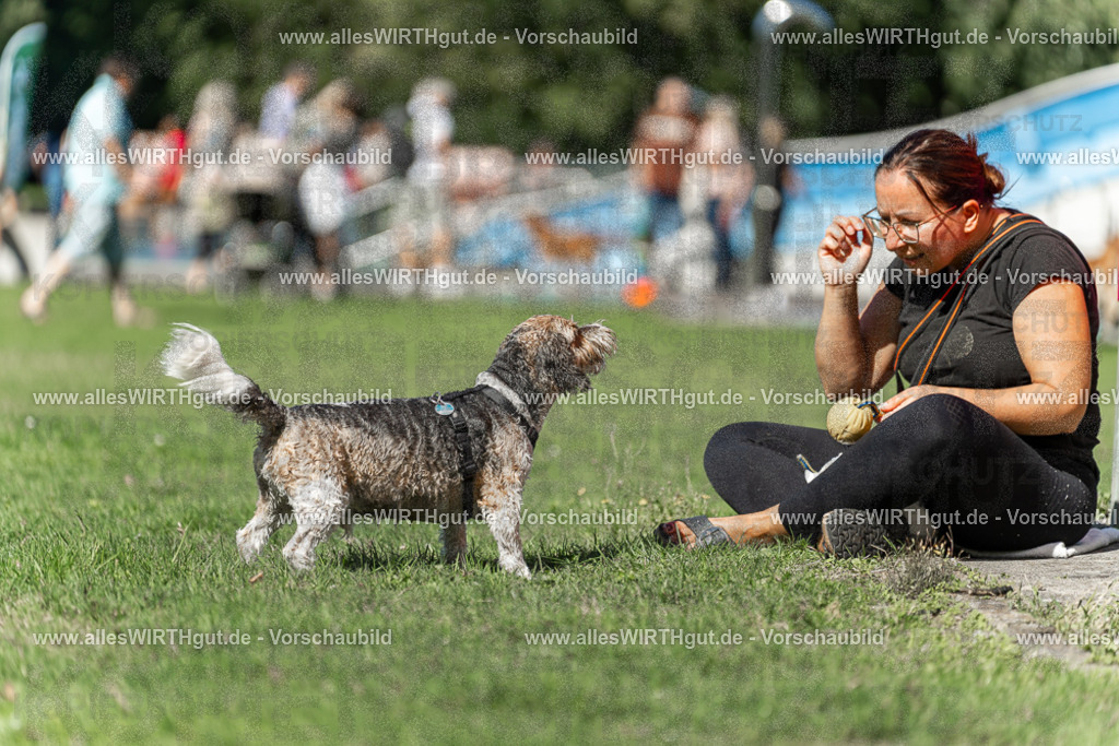 Hundeschwimmen_Volksbad_2026-allesWIRTHgut_Tierfotografie-2609061150-110028-7R509957 | Professionelle Tierfotografie in Mönchengladbach von Daniel Wirth (allesWIRTHgut). Liebevolle & natürliche Bilder von Hunden & Katzen für unvergessliche Erinnerungen.
