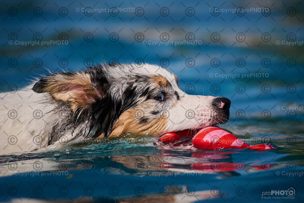 201_202509_4Hundebadetag_NZ9_2804 | proPHOTO - Realisiert mit Pictrs.com