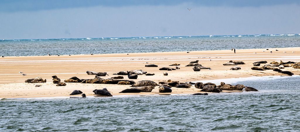 Seehunde und Kegelrobben auf einer Sandbank vor Texel: Naturerlebnis im Wattenmeer | Eine große Gruppe von Seehunden und Kegelrobben ruht auf einer freiliegenden Sandbank im Wattenmeer vor der niederländischen Nordseeinsel Texel. Die Meeressäuger nutzen die geschützte Sandbank zur Rast und Erholung mitten im Küstengewässer unter bedecktem Himmel. Hervorragend geeignet für redaktionelle Beiträge über die Heimische Tierwelt, Artenschutz, Nationalpark Wattenmeer, Sanfttourismus und Naturerlebnisse an der Nordsee. - Realisiert mit Pictrs.com