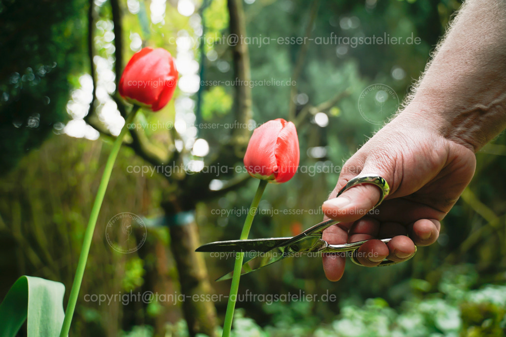 Gartenarbeit Tulpe D | Eine männliche Hand schneidet mit einer Schere eine rote Tulpe ab. Gartenarbeit im Mai, die alten Pflanzen im Beet müssen neuen Pflanzen weichen. Auch als Symbolbild für Vandalismus oder Nachbarschaftsstreit geeignet. 