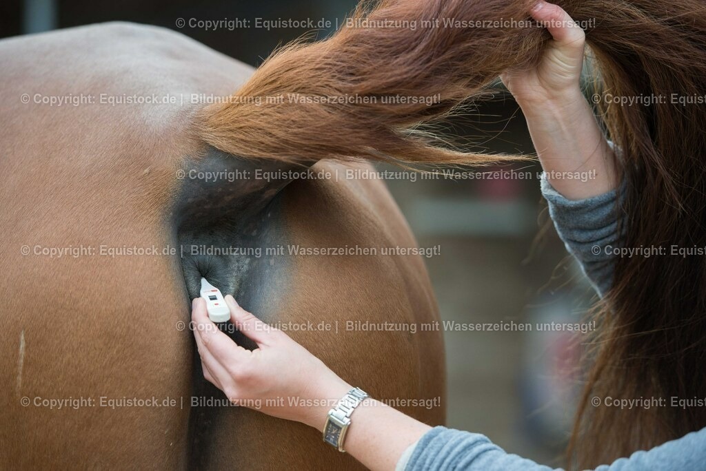 20180516_Vitalfunktionen_Pferd_0017 | equistock