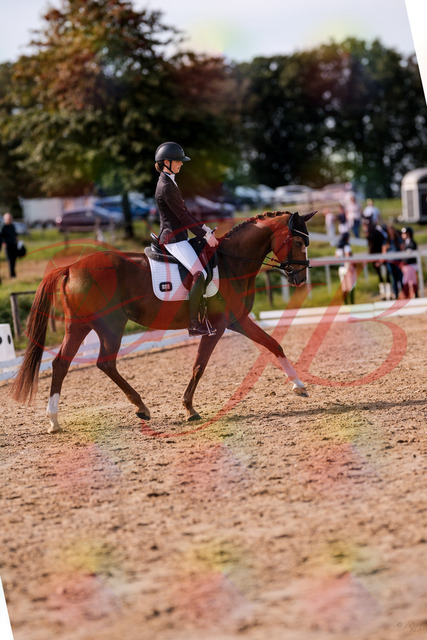 2026_10_03_Siefer-Hof_133213_Z81_88500991 | Professionelle Reitsport-, Turnier- und Eventfotografie von Robert Broda. Galerien mit ausgewählten und bearbeiteten Bildern direkt online ansehen und bestellen.