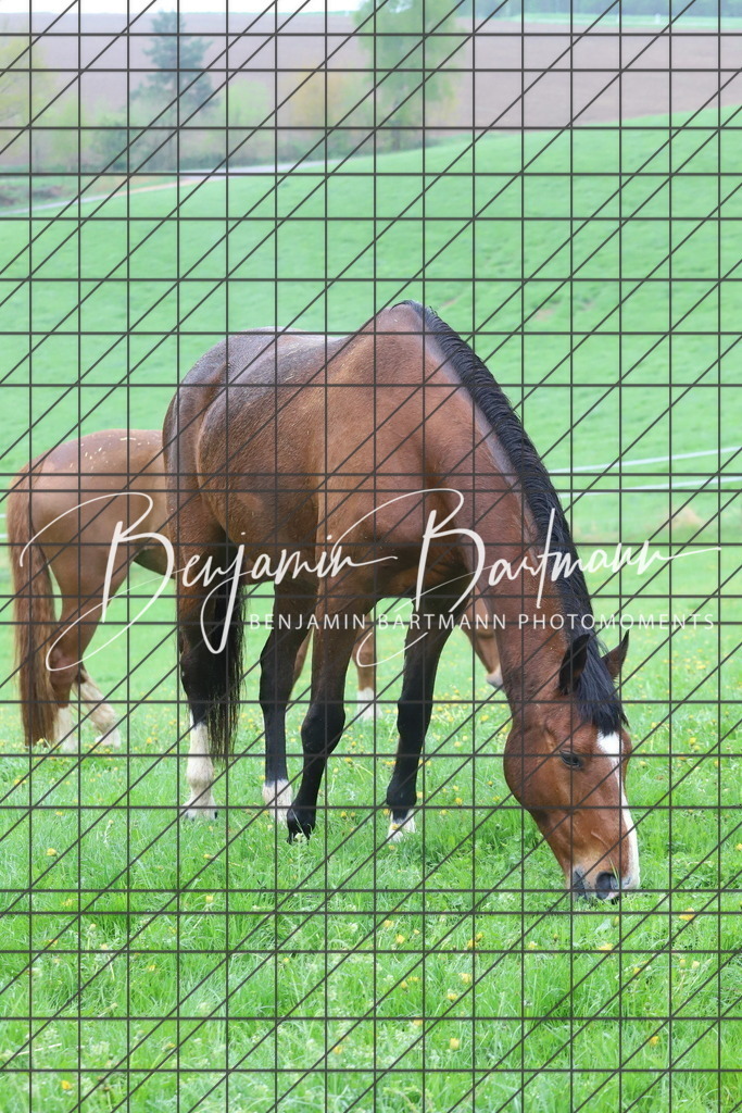 IMG_4290 | Benjamin Bartmann Photomoments