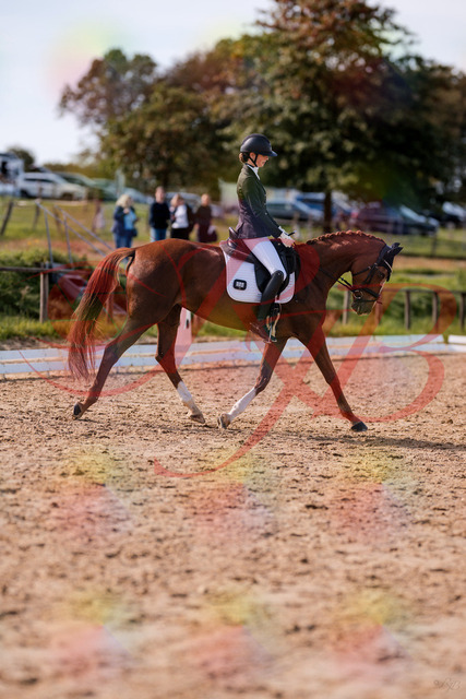 2026_10_03_Siefer-Hof_133213_Z81_88430984 | Professionelle Reitsport-, Turnier- und Eventfotografie von Robert Broda. Galerien mit ausgewählten und bearbeiteten Bildern direkt online ansehen und bestellen.