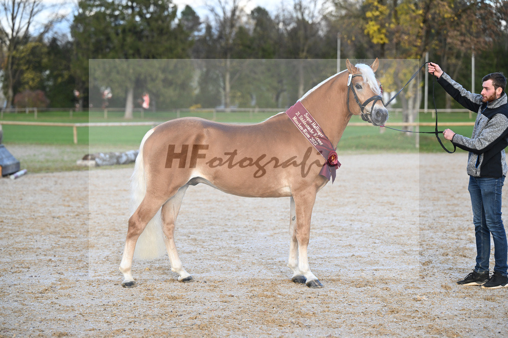 Kat-Nr. 7 Nachtprinz v. Nachtstolz_Schwarz_60221659 | hf-fotografie - Realisiert mit Pictrs.com