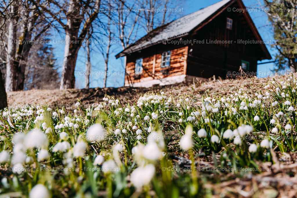 Fruhlingsknotenblumen Mariazell 23032019-5271 | Fotos und Fotoprodukte - Realisiert mit Pictrs.com