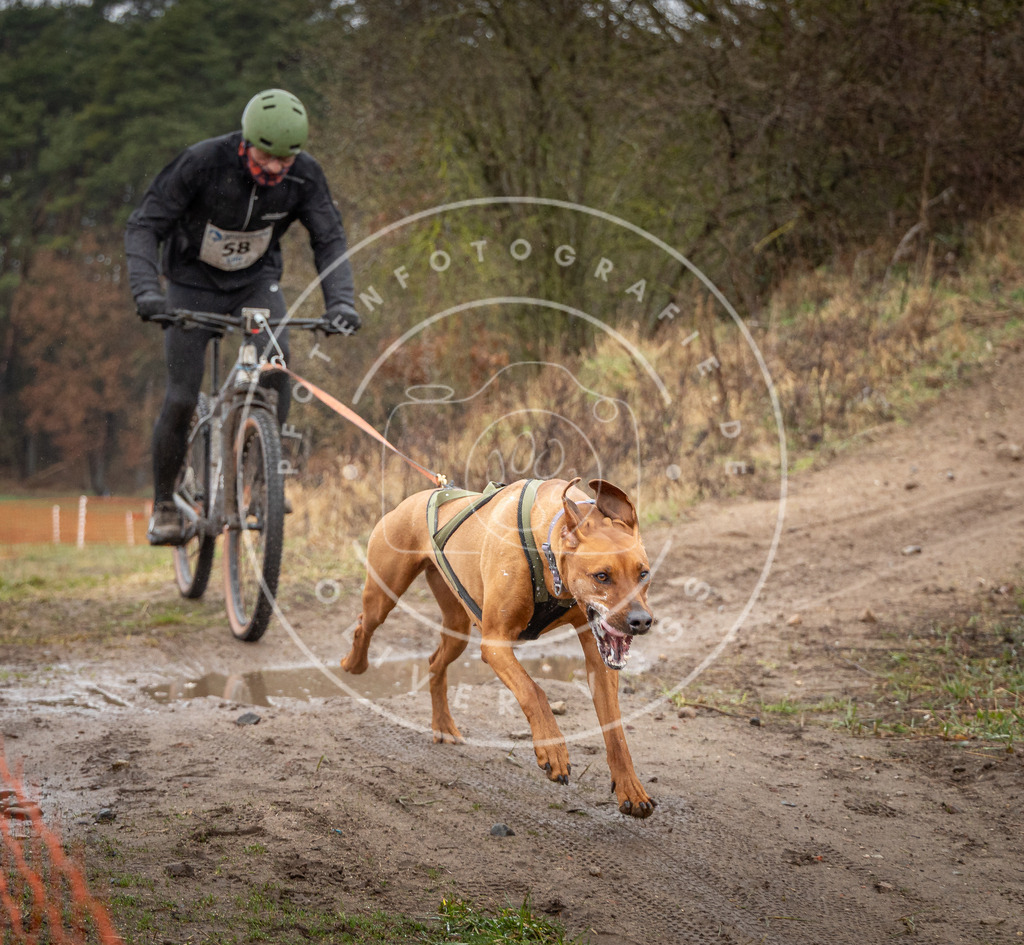 0L8A8977 | Hundefotografie, Tierfotograf, Pfotenfotografie, Fotoshooting Hund, Hunde Portrait, Hundesport, Hundeportraits, Heideshooting, Hunde, Sportfotograf, Hundefotograf, Turnierhundsport, THS,  - Realisiert mit Pictrs.com
