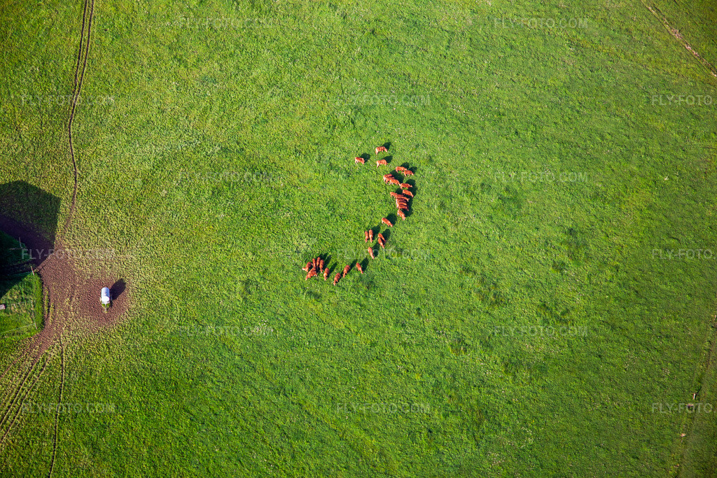 Aerial view: Group of brown cattle on a green meadow in Petit-Réderching in the state Moselle, France. – Photo: IMG_140674.jpg taken on 05/01/2024 by Werner Riehm/FLY-FOTO.com – Resolution of the original: 5472 x 3648 px