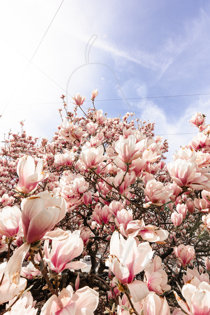 Magnolienblüte | Bei Veröffentlichung des Bildes ist eine Namensnennung wie folgt erforderlich: 
Foto: Mostdirn Irmgard Wieser
 - Realisiert mit Pictrs.com