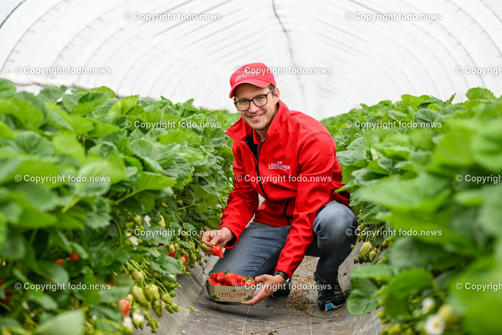 Erdbeeren Lehner_ Haag_ 17.05.2023-4 | 17.05.2023, Haag, AUT, Erdbeeren Lehner, im Bild Lukas Lehner am Erdbeerfeld im Folientunnel bei der Ernte