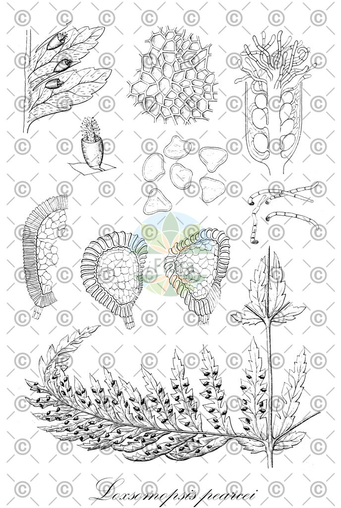 HistAbb_wfo-0000230738_1_ENZY_Simple | Historische Abbildung von Loxsomopsis pearcei - Loxsomataceae | Historical Illustration of Loxsomopsis pearcei - Loxsomataceae