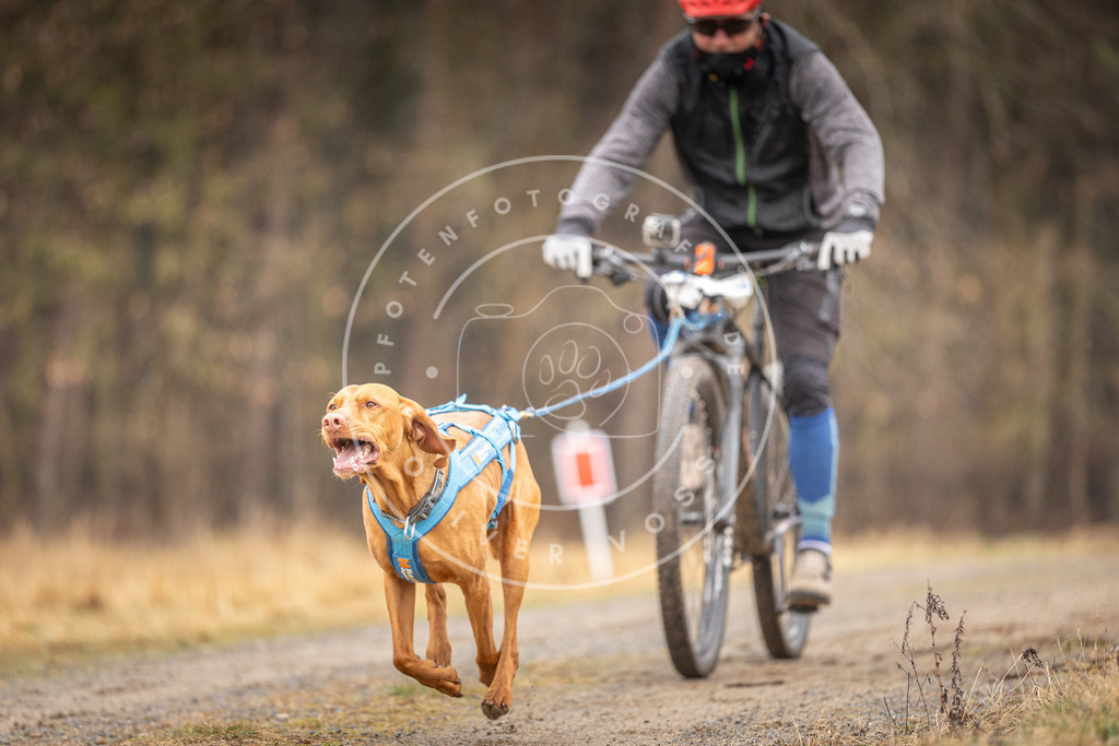 DV3A3317 | Hundefotografie, Tierfotograf, Pfotenfotografie, Fotoshooting Hund, Hunde Portrait, Hundesport, Hundeportraits, Heideshooting, Hunde, Sportfotograf, Hundefotograf, Turnierhundsport, THS,  - Realisiert mit Pictrs.com