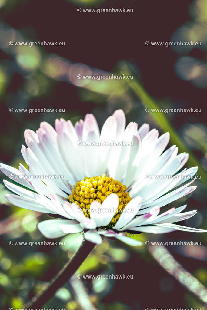 _MG_1159 | Greenhawks Bilder Shop für Landschaften, Urban, Tiere und weiteres als Poster Leinwand oder Fotogeschenk für Ostern Weihnachten oder Geburtstag  - Realisiert mit Pictrs.com