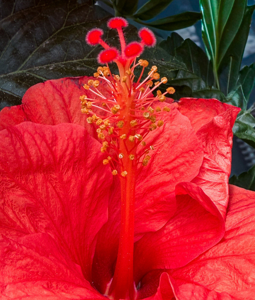 Red Hibiscus Macro | Vibrant tropical hibiscus close-up with intense red textures and striking floral details.Explore more botanical macro photography and artistic flower close-ups in the full gallery - Realisiert mit Pictrs.com