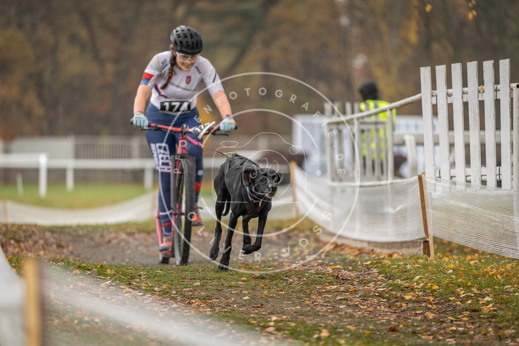 CaniXpix_DV3A8506 | Hundefotografie, Tierfotograf, Pfotenfotografie, Fotoshooting Hund, Hunde Portrait, Hundesport, Hundeportraits, Heideshooting, Hunde, Sportfotograf, Hundefotograf, Turnierhundsport, THS,  - Realisiert mit Pictrs.com