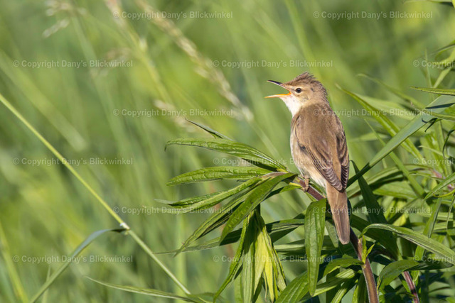 201743 | Tierfotografie, Tierkalender, Tierbilder, Insekten, Spinnen, Vögel, Schmetterling, Libellen, Leinwand, Colorkey, Qualität, Geschenkartikel, Geschenk - Realisiert mit Pictrs.com