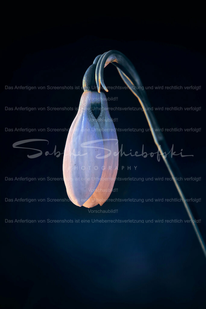 Wandbild Schneeglöckchen | Schneeglöckchen sind kleine weiße Blumen, die im späten Winter oder frühen Frühling blühen. Sie sind bekannt für ihr zartes Aussehen und gelten oft als Symbol für Hoffnung und Erneuerung. Schneeglöckchen sind in Gärten und Wäldern in ganz Europa verbreitet. - Realisiert mit Pictrs.com