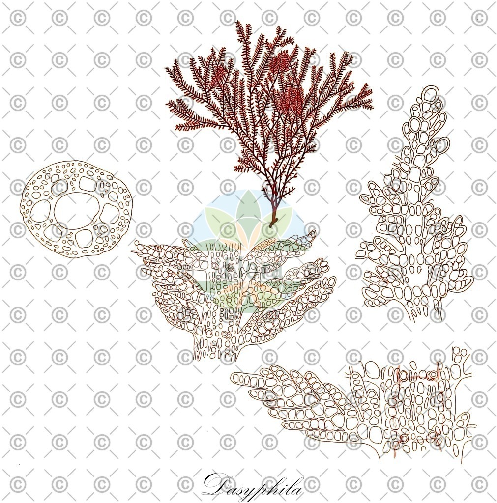 HistAbb_wfo-0000385712_1_ENZY_Simple | Historische Abbildung von Dasyphila - Ceramiaceae (0) | Historical Illustration of Dasyphila - Ceramiaceae (0)