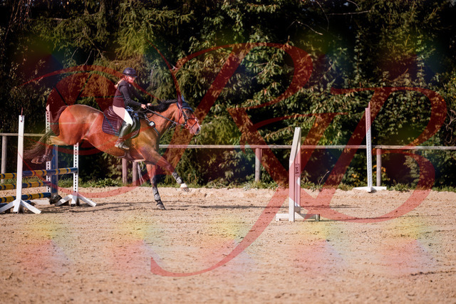 2026_10_03_Siefer-Hof_154709_Z81_66380704 | Professionelle Reitsport-, Turnier- und Eventfotografie von Robert Broda. Galerien mit ausgewählten und bearbeiteten Bildern direkt online ansehen und bestellen.