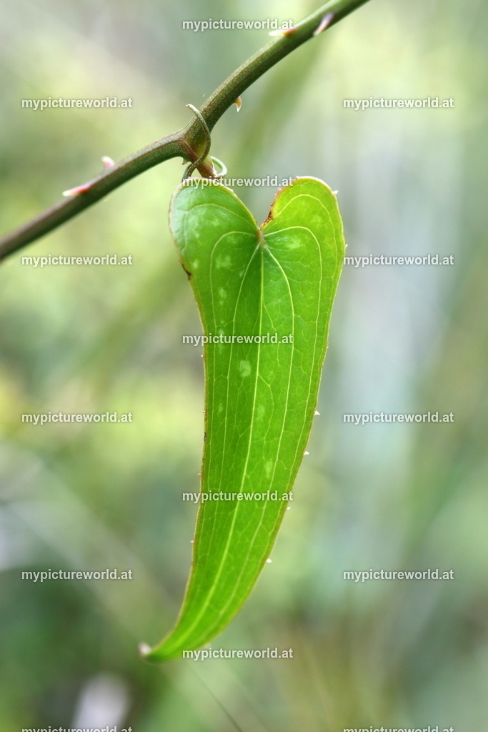 Raue Stechwinde-006 | Das Bilderarchiv über Tiere, Planzen und Landschaften. In der Bilddatenbank finden Sie ein große Auswahl an hochwertigen Bilder für Ihre Werbung - Realisiert mit Pictrs.com