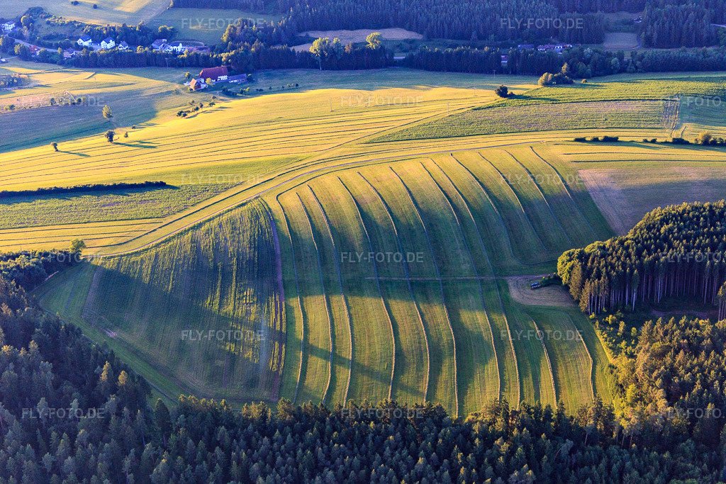 Luftbild: Gemähte Matten (Wiesen) im Schwarzwald am Abend in Niedereschach im Bundesland Baden-Württemberg in Deutschland. Foto: IMG_148737.jpg vom 27.06.2025 durch Werner Riehm/FLY-FOTO.de