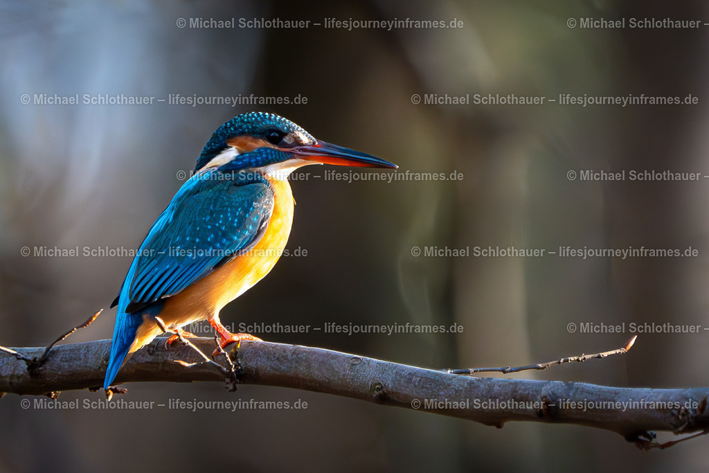 Eisvogel im Sonnenlicht | Wildlife- und Landschaftsfotografie als Wandbild, Poster & mehr. Einzigartige Naturmomente aus Neuseeland, Norwegen & weltweit – fotografiert von Michael Schlothauer. - Realisiert mit Pictrs.com