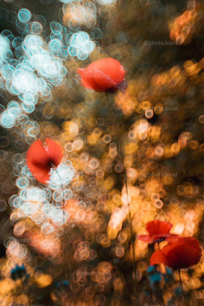 IMGC7428 | photobiest - Realisiert mit Pictrs.com
