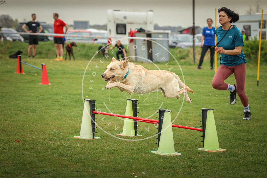 Pfotenfotografie_0L8A0694 | Hundefotografie, Tierfotograf, Pfotenfotografie, Fotoshooting Hund, Hunde Portrait, Hundesport, Hundeportraits, Heideshooting, Hunde, Sportfotograf, Hundefotograf, Turnierhundsport, THS,  - Realisiert mit Pictrs.com