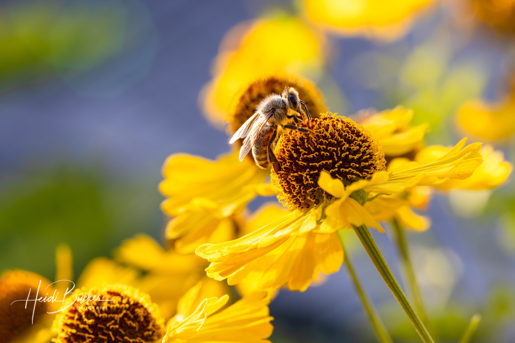 Honigbiene auf gelben Sonnehut | Honigbiene auf den leuchtend gelben Blüten des Sonnenhuts Rudbeckia - Realisiert mit Pictrs.com