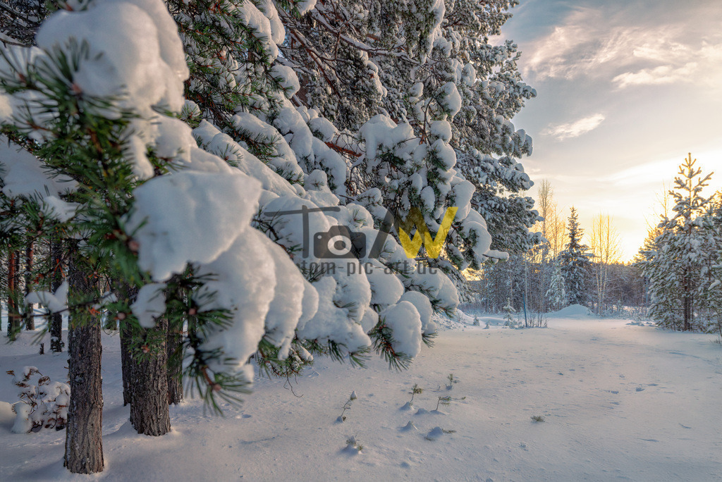 Schnee auf Tannen bei Sonnenaufgang in Schweden-----Winter | Das Bild zeigt eine malerische Winterlandschaft bei Sonnenaufgang . Die vorderen Tannen- oder Kiefernzweige sind stark mit Schnee bedeckt und bilden einen natürlichen Rahmen. Warmes, goldenes Licht scheint durch die Bäume im Hintergrund und taucht den Himmel in sanfte Farben. Der Boden ist vollständig mit tiefem, unberührtem Schnee bedeckt. Die Szene strahlt eine ruhige, winterliche Atmosphäre aus, die typisch für nördliche Regionen wie Schwedisch Lappland ist.  - Realisiert mit Pictrs.com