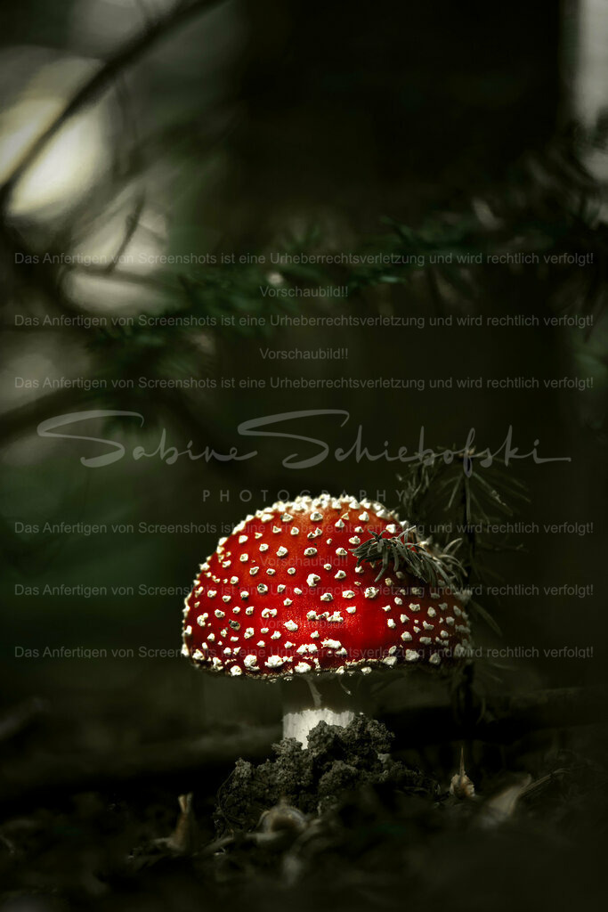 Wandbild Fliegenpilz | People- und Tierfotografie, Imageaufnahmen, Veranstaltungsfotografie und Wandbilder aus der Natur ★ Made in Germany ✔️ Druck + Downloads ✔️ Naturfotografie in Top Qualität ★ schneller Versand, weltweite Lieferung! - Realisiert mit Pictrs.com