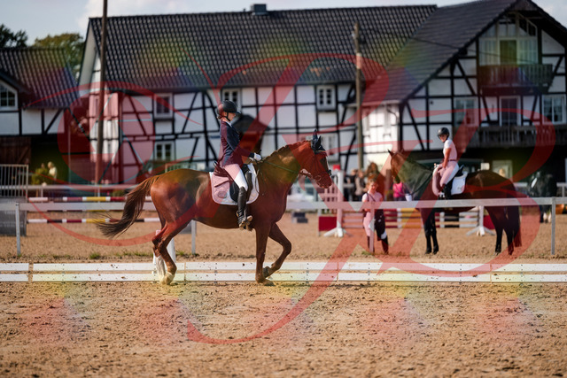 2026_10_03_Siefer-Hof_132901_Z63_90891151 | Professionelle Reitsport-, Turnier- und Eventfotografie von Robert Broda. Galerien mit ausgewählten und bearbeiteten Bildern direkt online ansehen und bestellen.