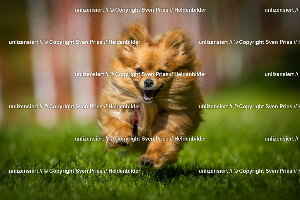 Hunderennen_April_2026_620 | 2026-04-26 - Hunderennen Baden-Oos April 2026 - Realisiert mit Pictrs.com