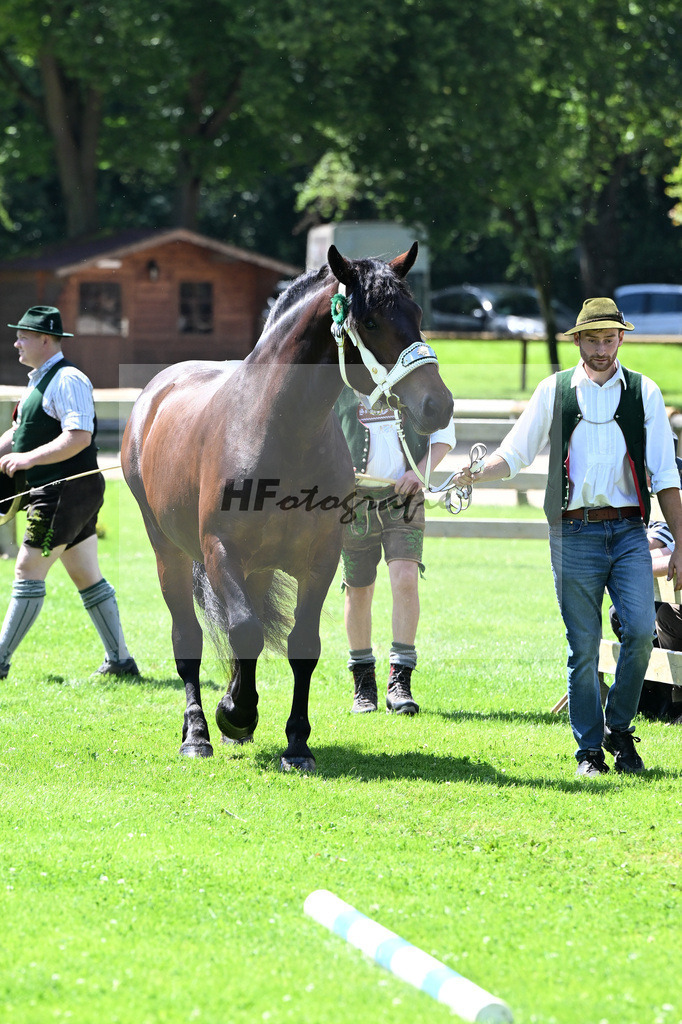 Kat-Nr. 38 Zarathustra v. Ramses_Berchtold_22240642 | hf-fotografie - Realizzato con Pictrs.com