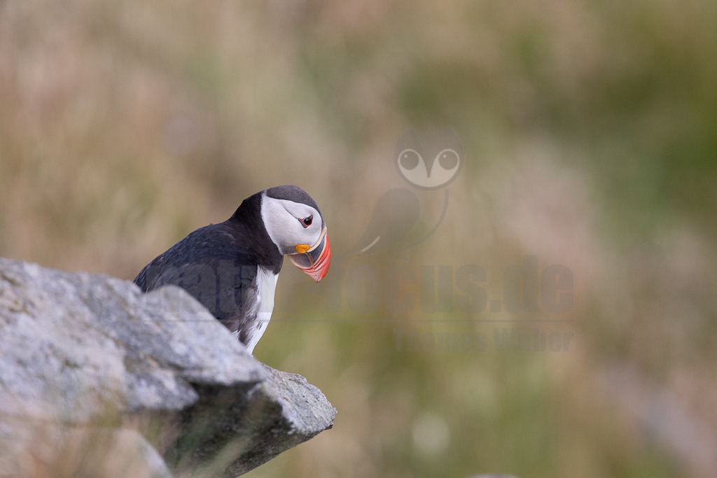 R6NF7189-20230720 | Das Bild zeigt einen Papageitaucher (Fratercula arctica), der auf einem Felsen sitzt. Der Vogel hat sein charakteristisches Aussehen mit einem bunten Schnabel und einem schwarz-weißen Gefieder. Er scheint in die Ferne zu schauen. - Realisiert mit Pictrs.com